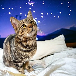 Thumbnail photo of Twinkle (foster cat) #1
