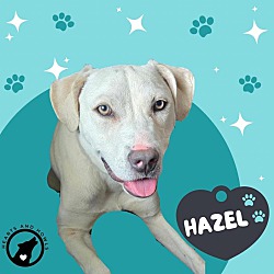 Thumbnail photo of Hazel #4