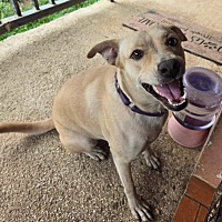 adopt a pet