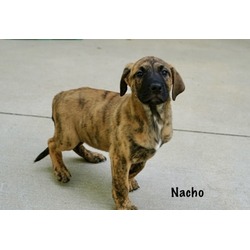 Thumbnail photo of Nacho #2