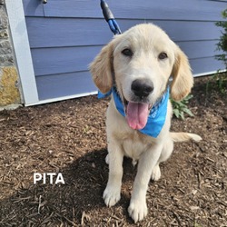 Thumbnail photo of Pita #1