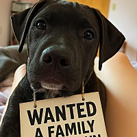 adopt a pet