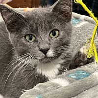 adopt a pet