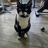 adopt a pet