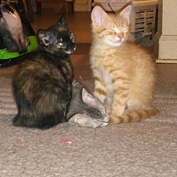 Thumbnail photo of Gray Babbie and tortie calico #2