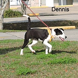 Thumbnail photo of Dennis #4