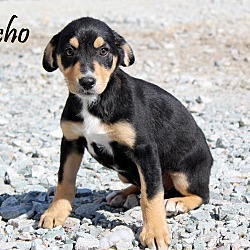 Thumbnail photo of Echo~adopted! #4