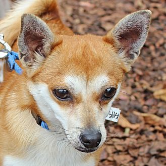 Arf Dogs Im Kakapo Adopt Me