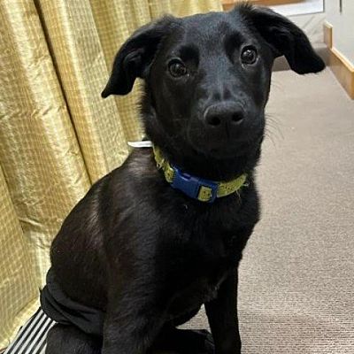 Spring Hill, KS - Labrador Retriever. Meet Baby Bodie a Pet for ...