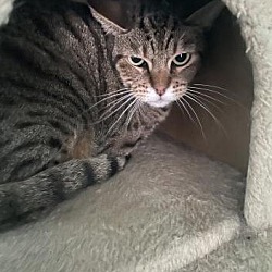 Thumbnail photo of Clover #4
