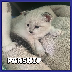 Photo of Parsnip