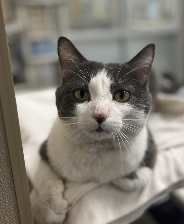 Adopt Purrseidon A Domestic Shorthair / Mixed Cat In Edmonton, AB