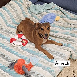 Thumbnail photo of Ariyah #2