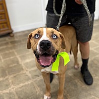 adopt a pet
