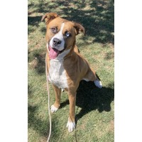 adopt-pet