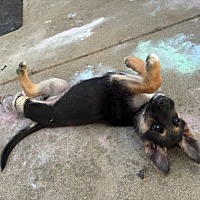 adopt a pet