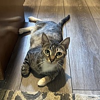 adopt-pet