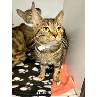adopt-pet