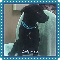 Thumbnail photo of Ash (ETAA) #3