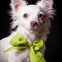 Thumbnail photo of Gidget - Puppy #4
