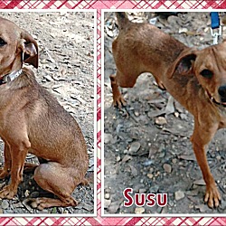 Thumbnail photo of Susu #1