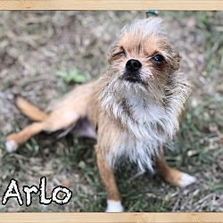 Thumbnail photo of Arlo #1