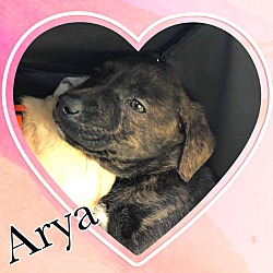 Photo of Arya