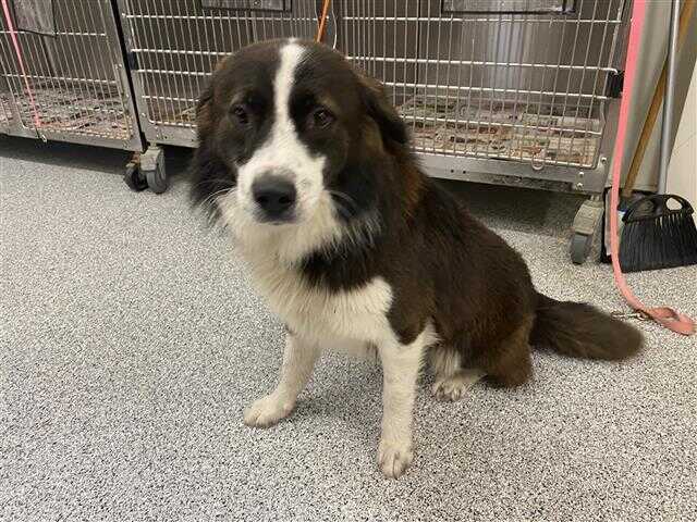 Adopt a Brown/Chocolate with White Border Collie
