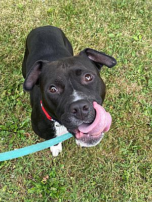 Somerset, PA - Pit Bull Terrier. Meet Ellie a Pet for Adoption ...