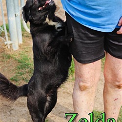 Thumbnail photo of Zelda #3