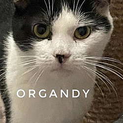 Photo of Organdy