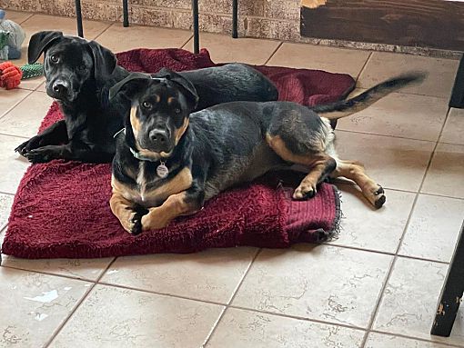 Lansing, MI - Dachshund/Labrador Retriever. Meet DONUT AND DAISY a Pet