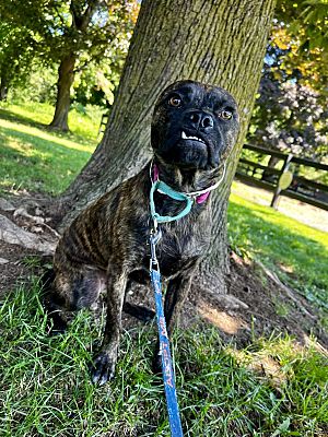 Southbury, CT - Boston Terrier/Boxer. Meet Ollie ~ meet me! a Pet for ...