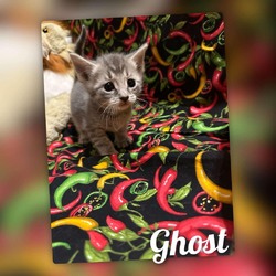 Thumbnail photo of Ghost #1