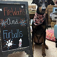 adopt a pet