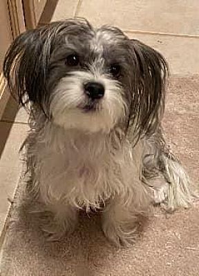 Orlando Fl Yorkie Yorkshire Terrier Meet Mia 3f Nora A Pet For Adoption