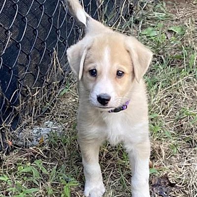 Raleigh, NC - German Shepherd Dog/Mixed Breed (Large). Meet Slots a Pet ...