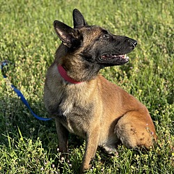 Thumbnail photo of Scout - Located in Texas #3
