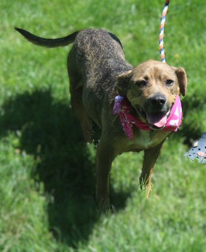 Photo of Bubble Gum (East Campus- Waived Adoption Fee)