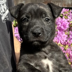 Photo of NY Delicate (Foster in Mahopac)
