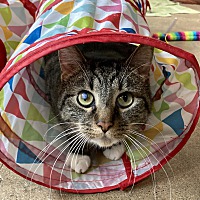 adopt a pet