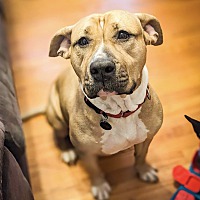 adopt a pet