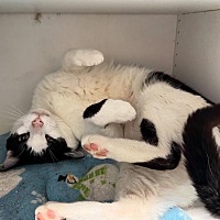 adopt a pet