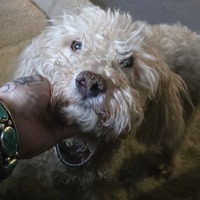 adopt-pet
