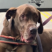 adopt a pet