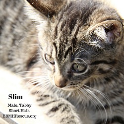 Thumbnail photo of Slim #4