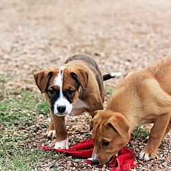 Thumbnail photo of Grace's puppies #1