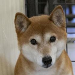 Shiba Inu Puppies For Sale In Colorado Adoptapetcom