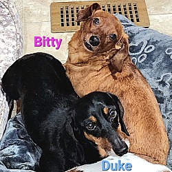 Thumbnail photo of Bitty and Duke #3