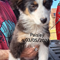 Thumbnail photo of Paisley #4
